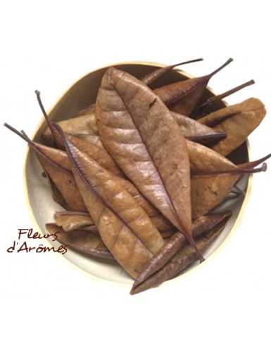 Quatre-épices Ravensare feuilles